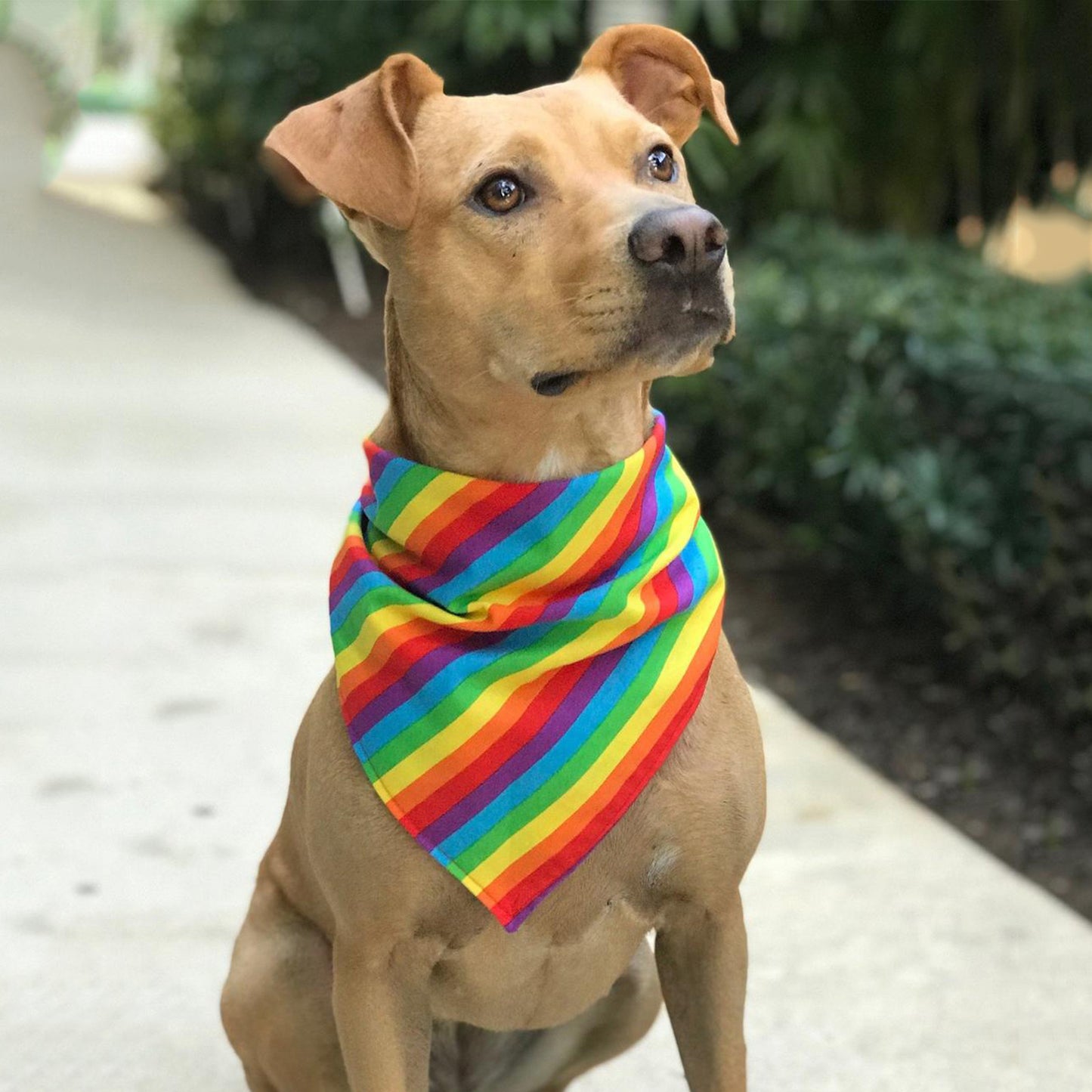 Pet Rainbow Scarf-Rainbow Hair Ring-Pet Bibs-Pet Pride